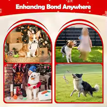 Dog Advent Calendar 2025