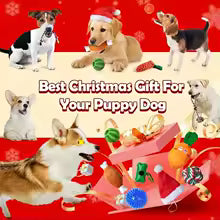 Dog Advent Calendar 2025